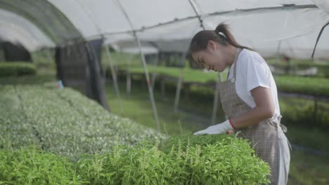 young beautiful woman's checking planting