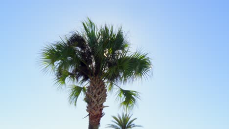 Majestuosa-Palmera-De-Florida-Soplando-En-El-Viento-En-Un-Día-Soleado