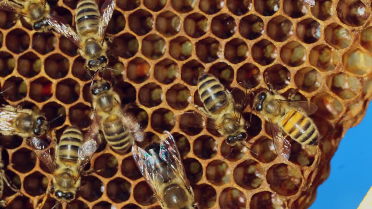 Bees convert nectar into honey and cover it in honeycombs. Apiary concept. Slow motion