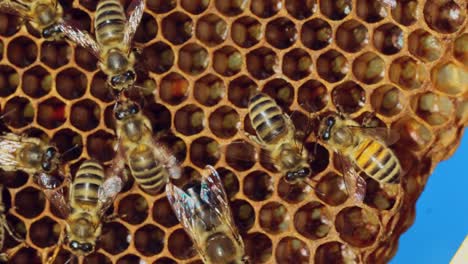bees convert nectar into honey and cover it in honeycombs. apiary concept. slow motion