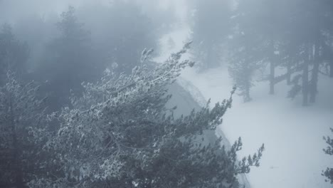 Montañas-Nevadas-Y-Bosques-De-Pinos-En-El-Mediterráneo