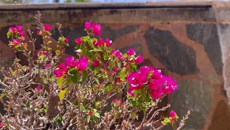 vibrant pink bougainvillea flowers against a stone wall