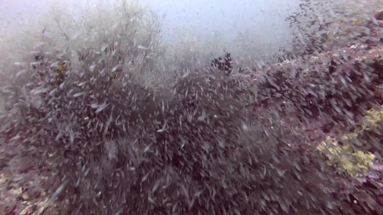 Tropical fish background. A millions of small silver fish