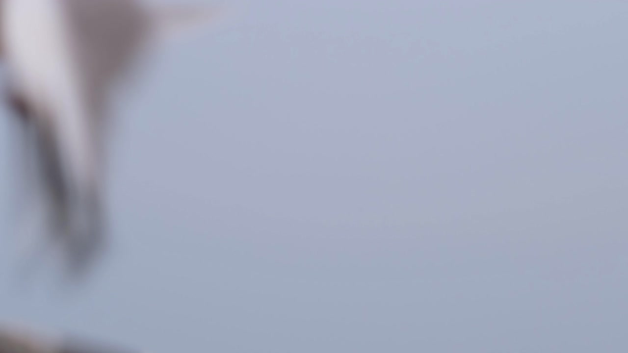 사람들이 태국 방푸 레크레이션 센터에서 먹을 음식을 던질 때 공중에서 먹이를 먹고 있는 갈매기들