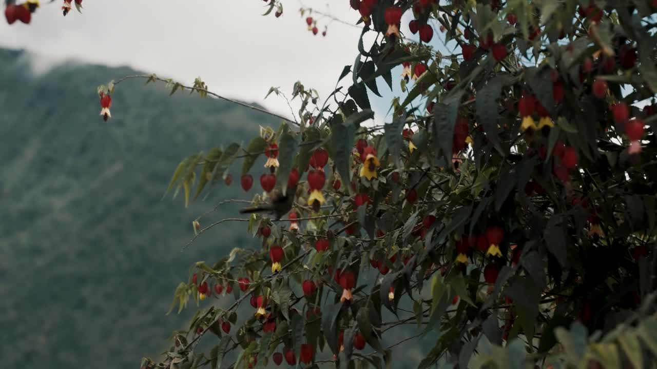 벌새가 숲의 나무 근처에서 날개를 펄럭이고 있다 - 낮은 각도