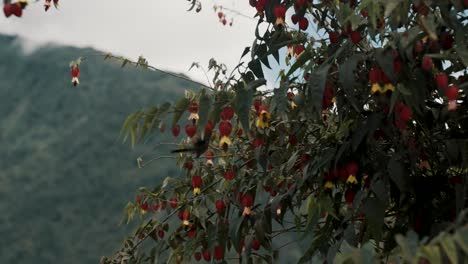 un colibrí aleteando cerca del árbol en el bosque - ángulo bajo