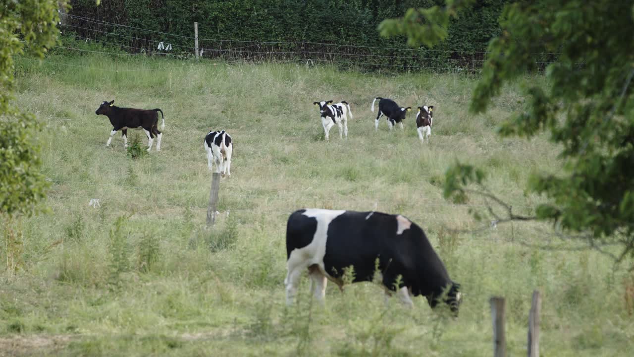 vacas manchadas bovinas en blanco y negro pastando en una granja de ganado - estática