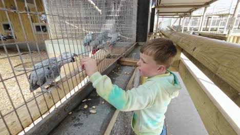 young boy feeding captive parrot birds at a nature reserve in the uk