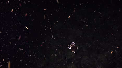 Black-and-orange-Flatworm-swimming-in-black-water-on-coral-reef-at-night