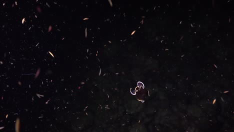 black and orange flatworm swimming in black water on coral reef at night