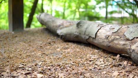 broken trees on seaside climat