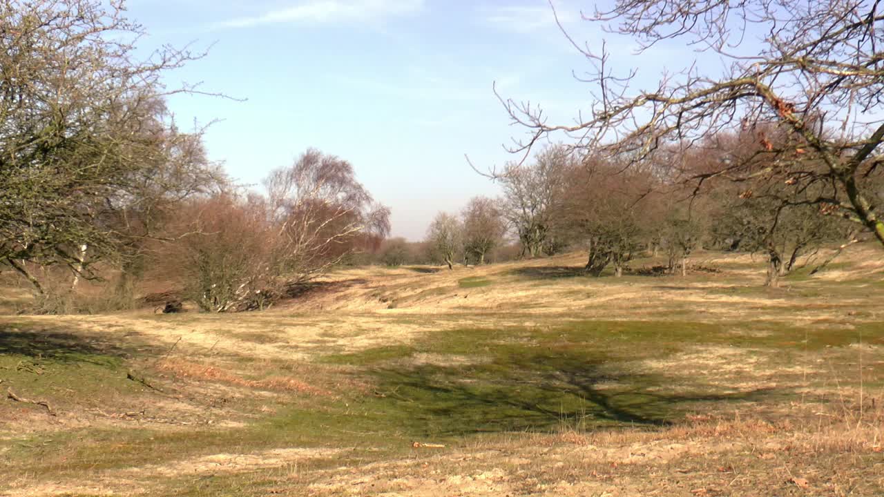 네덜란드의 모래 언덕 풍경