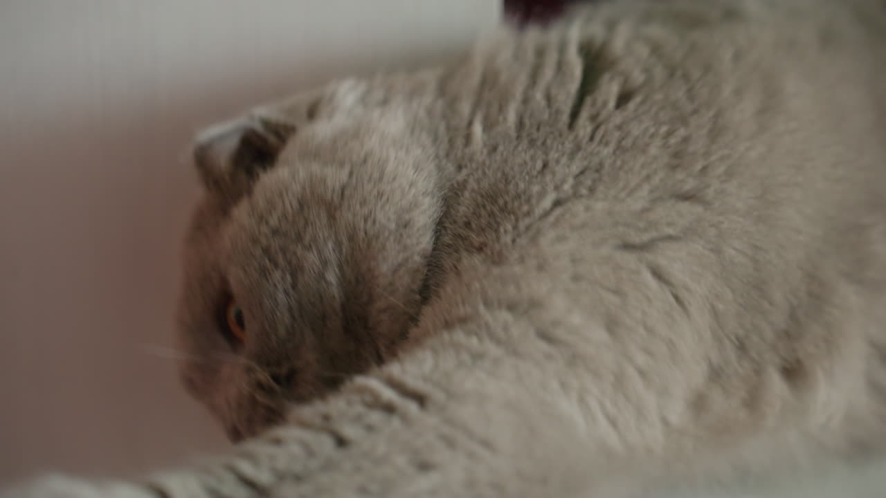 Gatto rilassato che riceve una delicata terapia di spazzolatura, felino tranquillo che si gode un trattamento di toelettatura rilassante e amorevole, gatto sereno che sperimenta una toelettatura delicata e rilassante che dona comfort e affetto