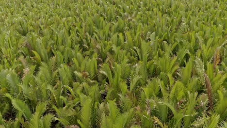 Drone-reveal-shot-of-a-field-of-nipa-palms-in-Bangladesh