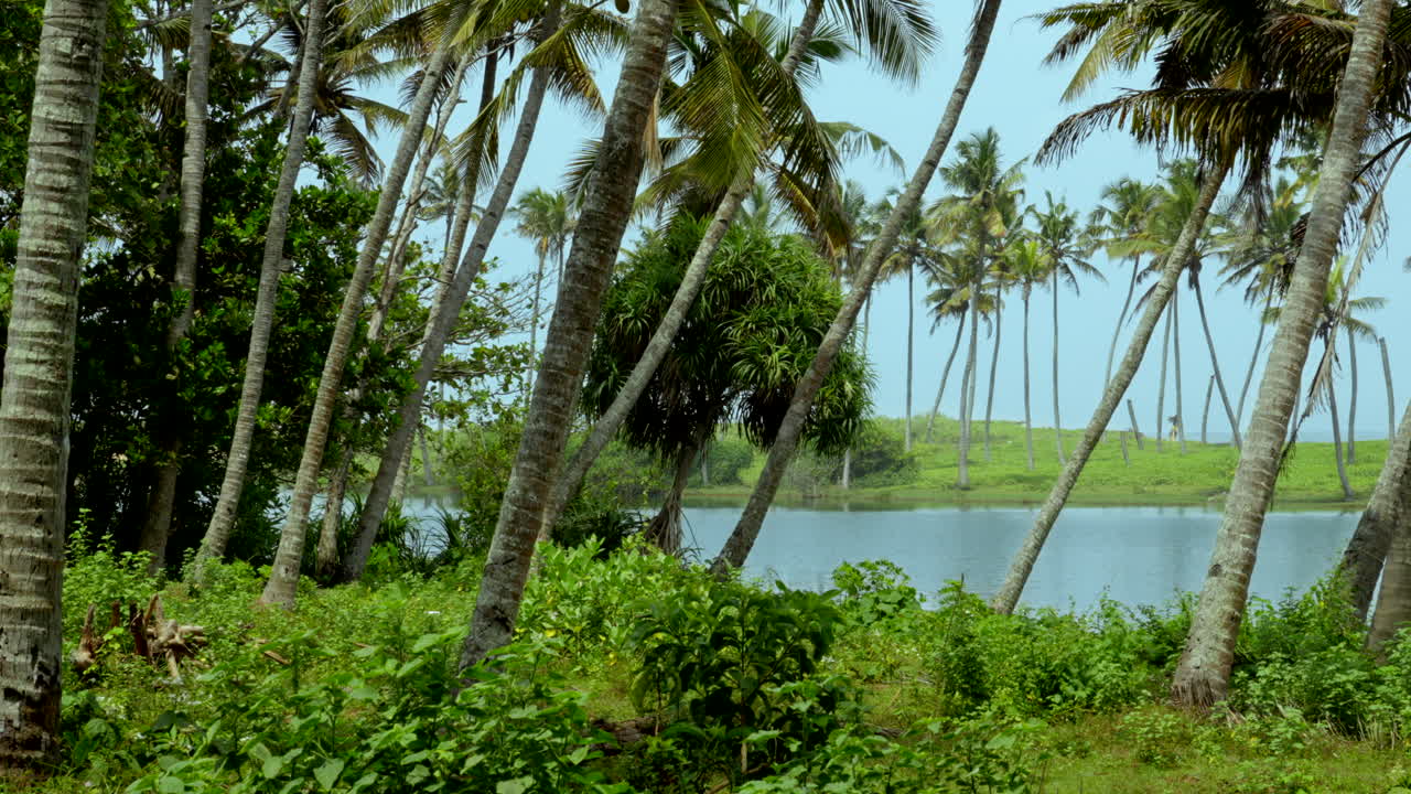 tropical beaches in India kerala with coconut trees and lakes