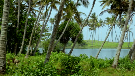 Playas-Tropicales-En-India-Kerala-Con-Cocoteros-Y-Lagos