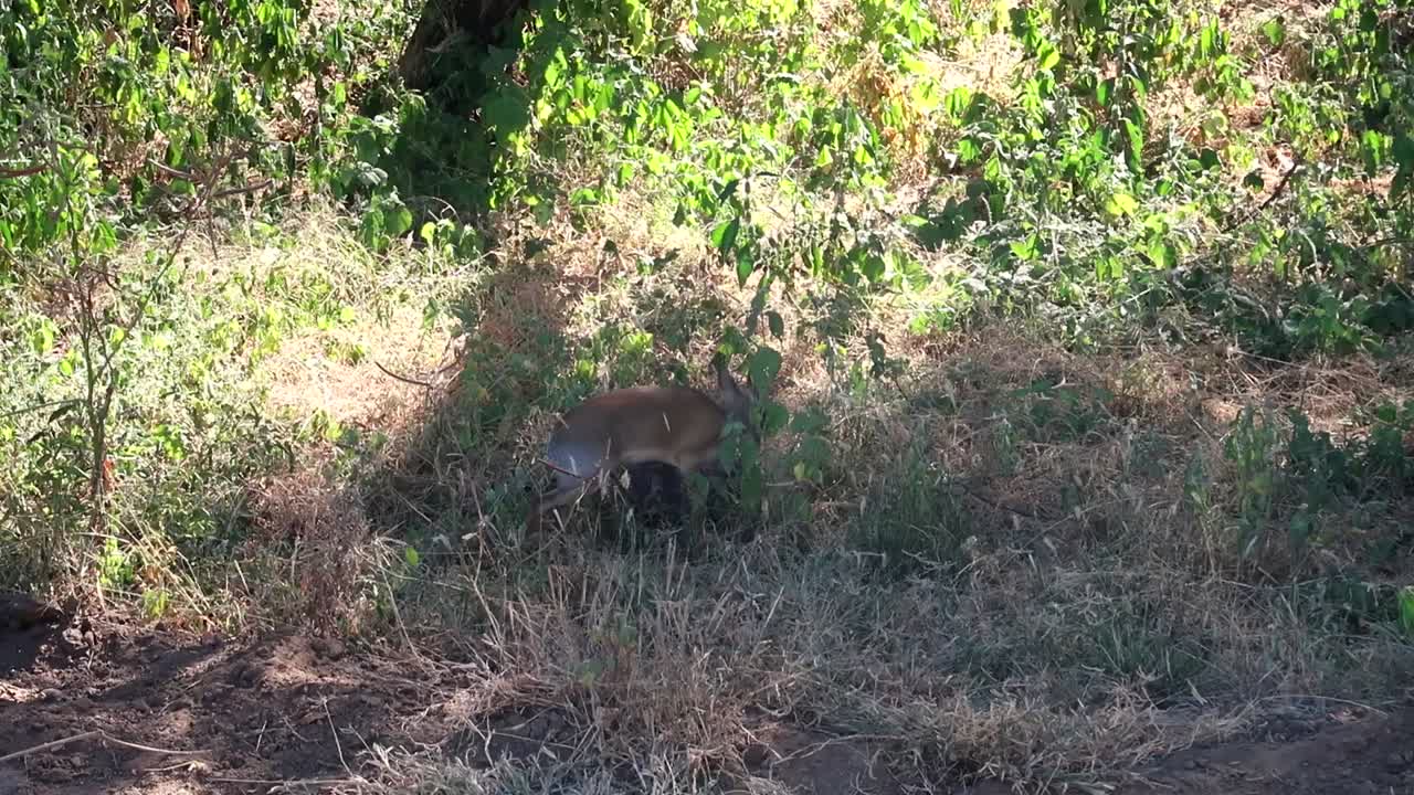 Dik-Dik in cerca di riparo nella boscaglia, Tanzania, Africa.