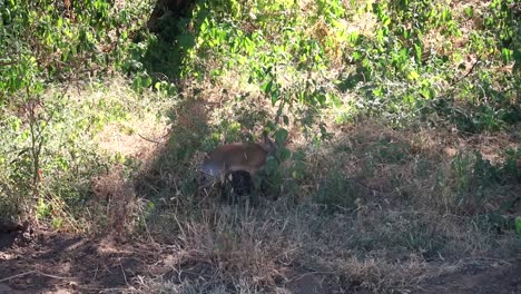 Dik-dik-Sucht-Schutz-Im-Buschland,-Tansania,-Afrika