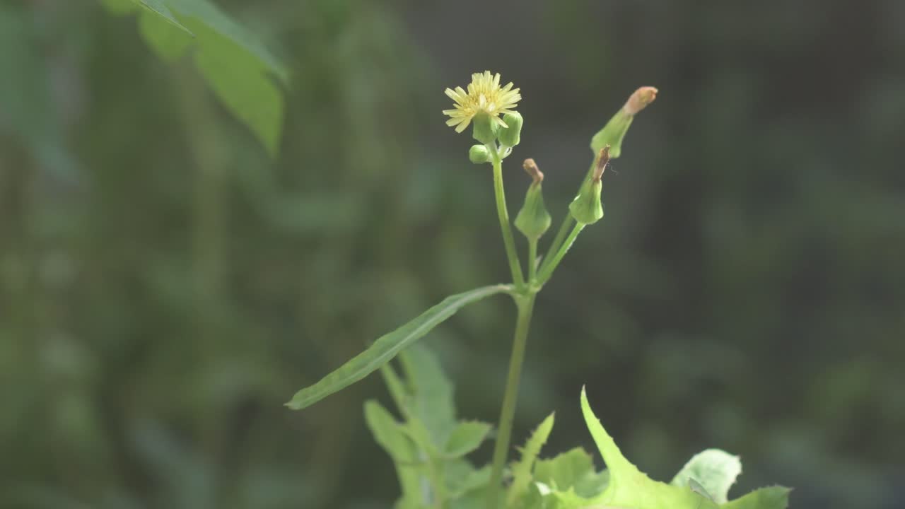 Macro shot of arugula flower with blurred background and shallow depth of field.