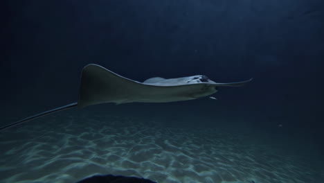 stingray gliding over sandy ocean floor