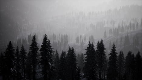 morning winter forest in carpathian mountains