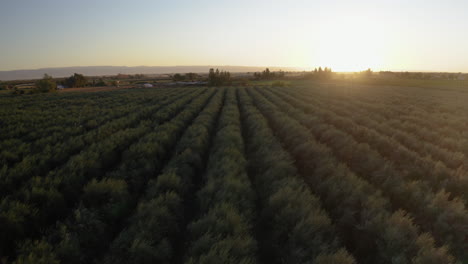 vast olive grove at sunset