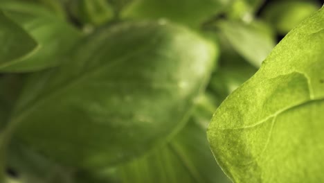 zoom in macro video of basil leaves