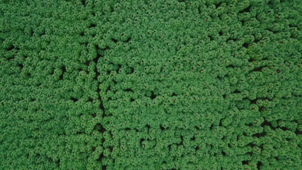 아시아에서 화창한 날 동안 녹색 빽빽한 카사바 농장의 공중 하향식 샷