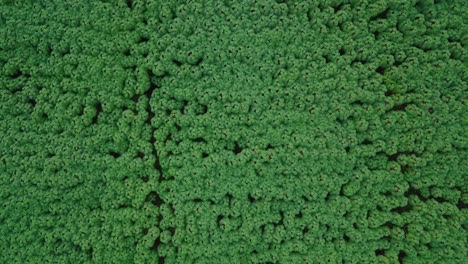 toma aérea de arriba hacia abajo de una densa plantación de mandioca verde durante el día soleado en asia