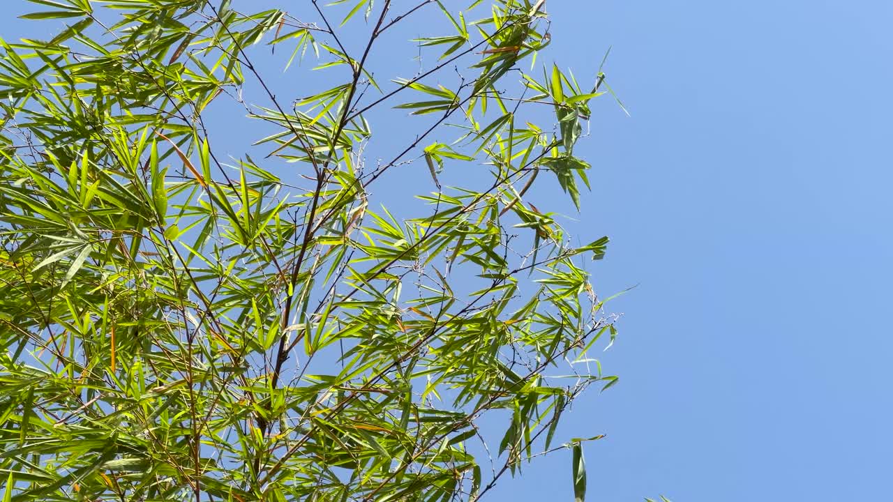 Ripresa dal basso di vivaci rami di bambù verdi che si muovono dolcemente nella brezza all'aperto.