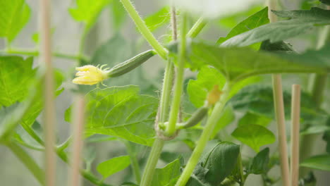small cucumber growing on plant in greenhouse unripe organic healthy close up