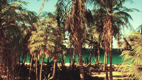 playa tropical con palmeras