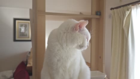 a white cat with light green eyes and a hint of pink on its nose sits attentively indoors.
