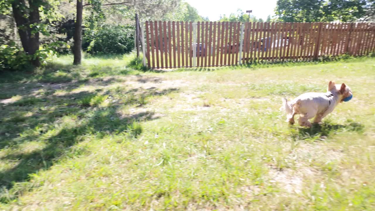 입에 공을 든 작은 개가 느린 속도로 행복하게 달린다.