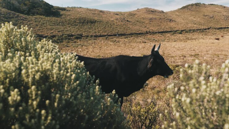 Toro nero al pascolo su un pascolo d'alta quota con montagne, Bom Jardim da Serra, Santa Catarina, Brasile.