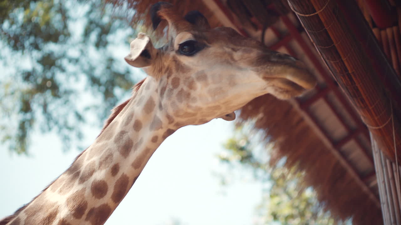 Giraffe's Head and Neck Closeup
