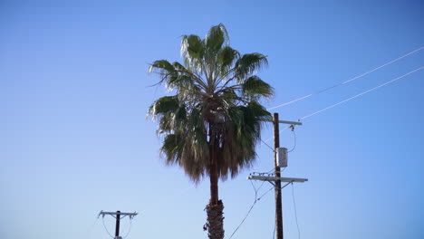 hombre cortando una palmera en los angeles, california