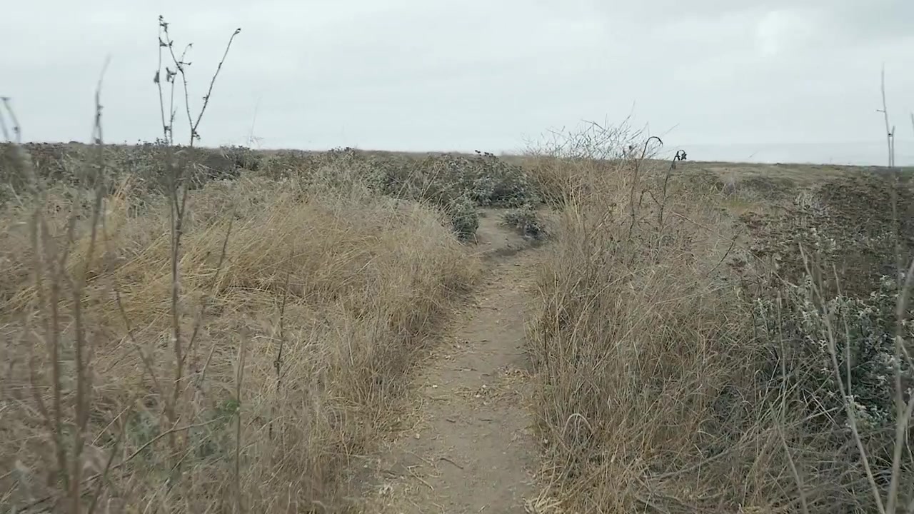Slow Motion walk through tall grass on pacific coast cliff trail dirt path on overcast summer day. Los Osos California
