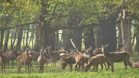 4k footage of the queen’s deer herd, in the shadow of the ancient oak forest of windsor great park, berkshire - surrey border, england