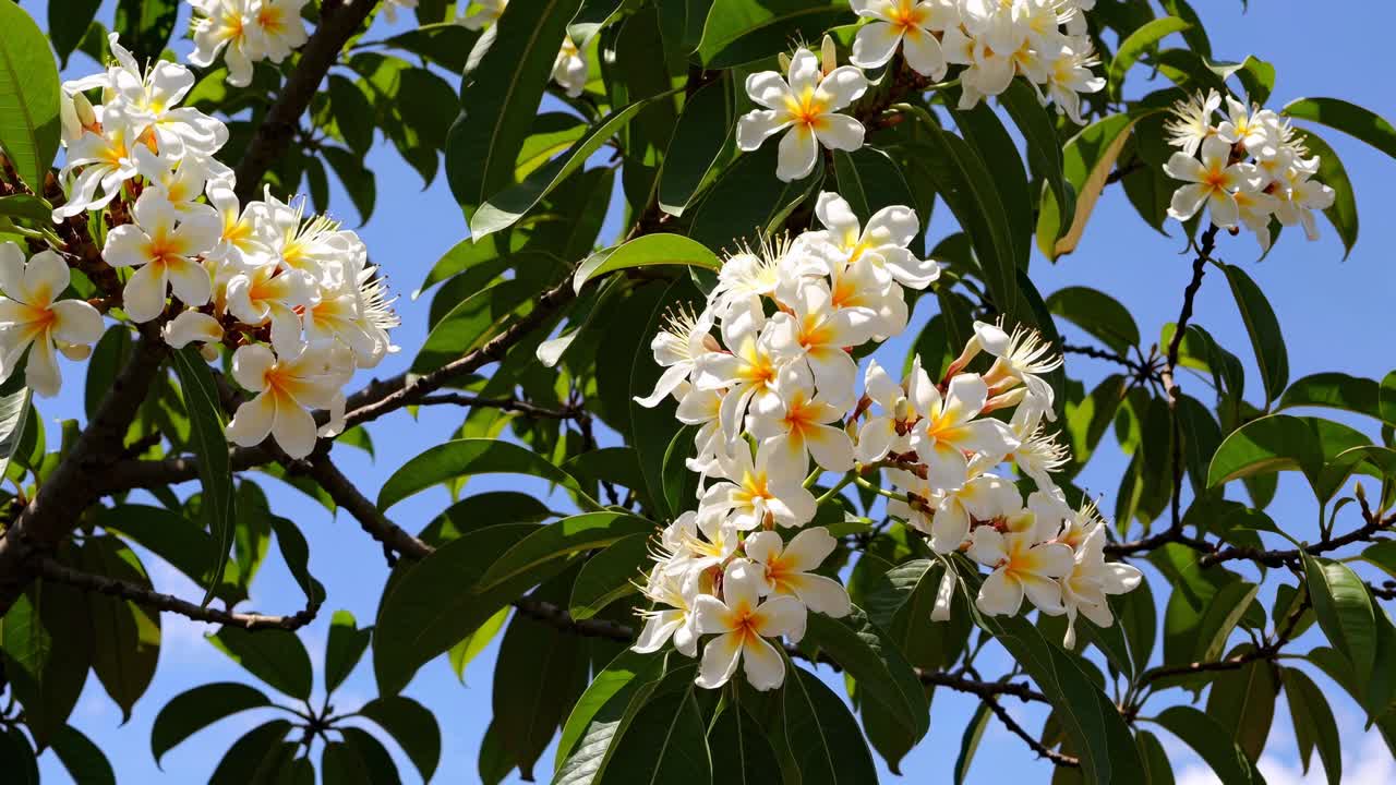 Un'inquadratura dal basso di vivaci fiori di frangipani bianchi e gialli su un cielo azzurro limpido, perfetto