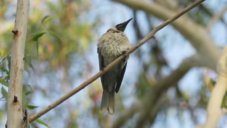 Noisy-Friarbird,-Ein-Honigfresser-Aus-Australien,-Der-Auf-Einem-Dünnen-Ast-Thront