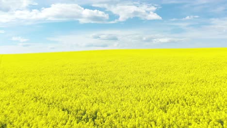 An-Excellent-Tracking-Shot-Through-The-Yellow-Canola-Fields-In-Cowra-Australia