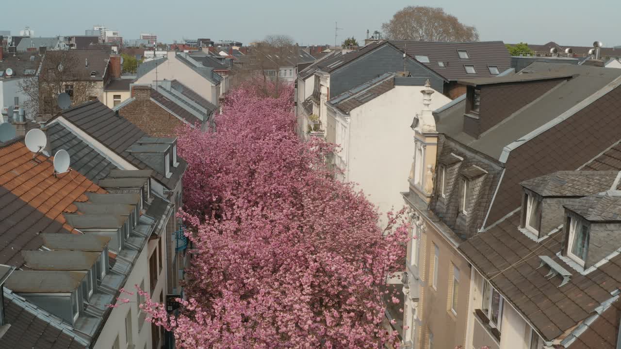 드론 - heerstraße heerstreet breitestraße bonn 30p의 kirschbluete 벚꽃의 공중 드론 샷