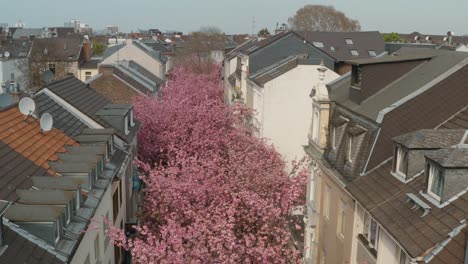 Drone---Aerial-drone-shot-of-the-Kirschbluete-Cherry-Blossom-in-the-Heerstraße-Heerstreet-Breitestraße-Bonn-30p