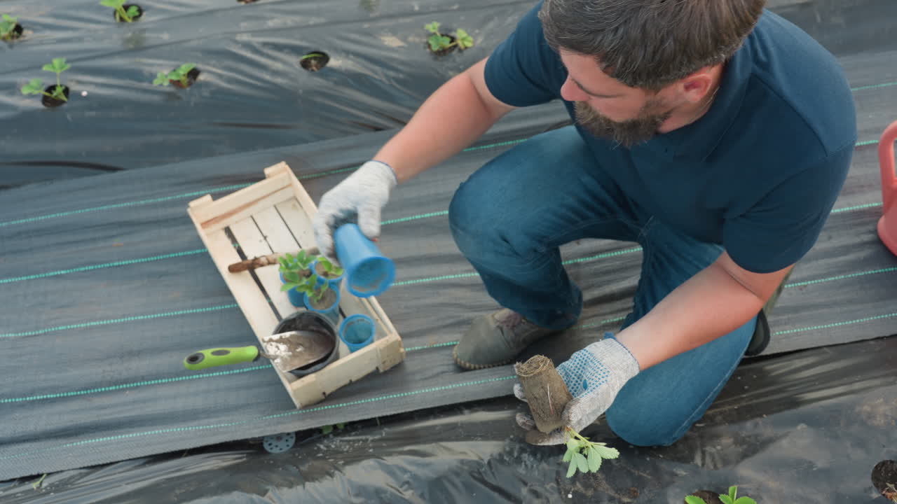 top down view gardener kneels on black mulch bed selecting healthy strawberry seedling from blue container squeezing plastic pot to release root ball then inspects soil quality before transplanting