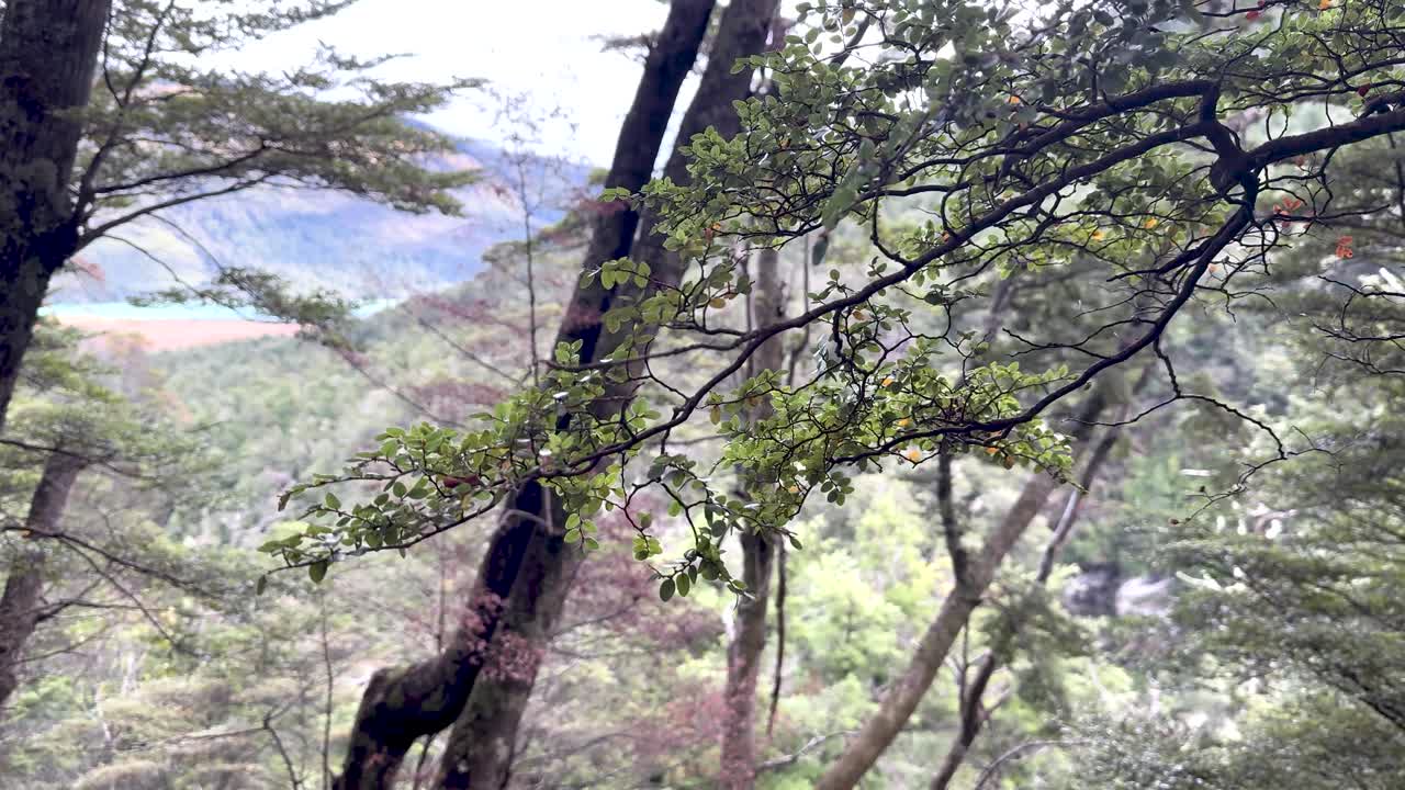 A tranquil forest scene with lush greenery and distant mountains under soft, natural lighting. Captured in Queenstown, New Zealand