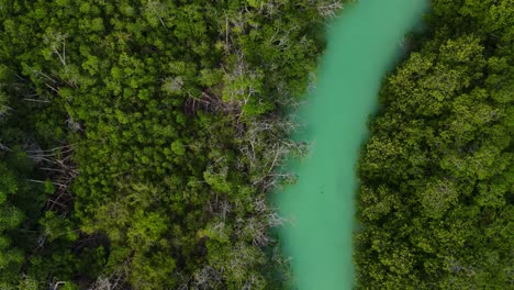 High-drone-shot-of-the-amazing-mangrove-and-turquoise-water-sea-in-Sian-Ka'an