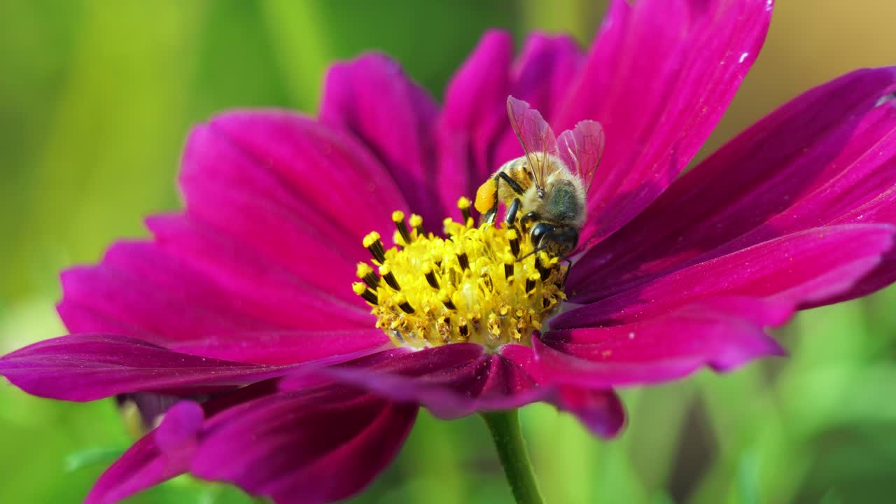 abeja melífera cubierta de polen recogiendo néctar en flor