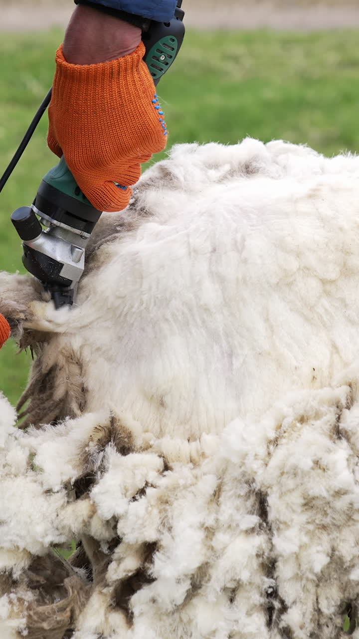 Farmer shearing sheep on farm