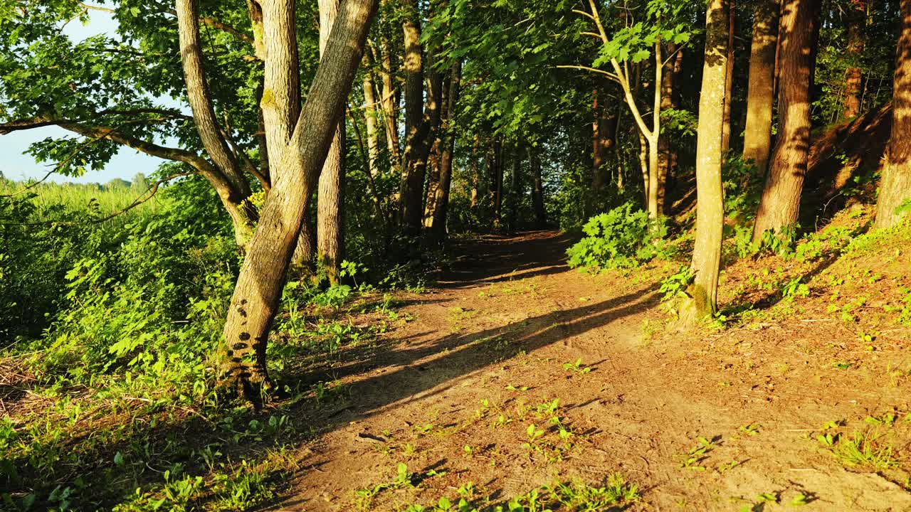 Warm light highlights tranquil riverside forest path in rural Northern Europe